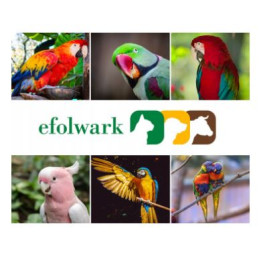 Nestor, bombonierka dla małych papug, 12 sztuk