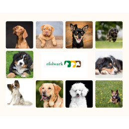 Petmex, noga dzika 5 sztuk