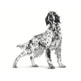 Royal Canin VD, pies, Diabetic, 410 g