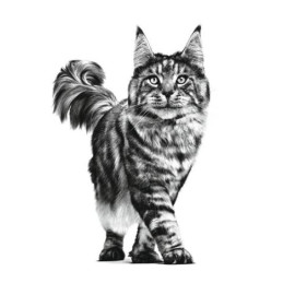 Royal Canin, Early Renal, kot, saszetka 85 g