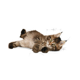 Royal Canin, Maine Coon kitten, 2 kg