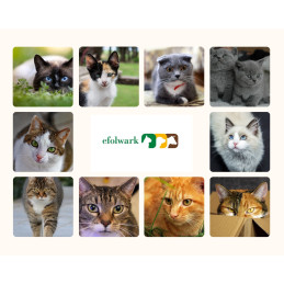 Calibra Cat Life Kitten Kurczak, 6 kg