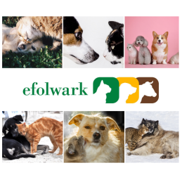 Dechra odżywka DermAllay Oatmeal Spray, 230ml