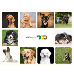 Biofeed,  Dog Snackers z kurczakiem,średnie i duże rasy, 10 kg