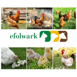 Can Agri, Poidło dla drobiu zakręcane, 15 l, z rączką i korkiem