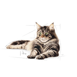 Royal Canin, Maine Coon, sos, saszetka 85 g