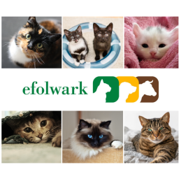 ZOLUX Zabawka dla kota wędka dysk z tektury i piórka ETHICAT 64 cm