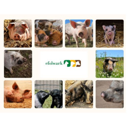 Koncentrat prosiak odsadzenie, 25kg